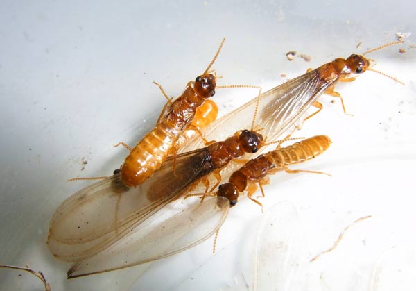 Winged Termites Identification